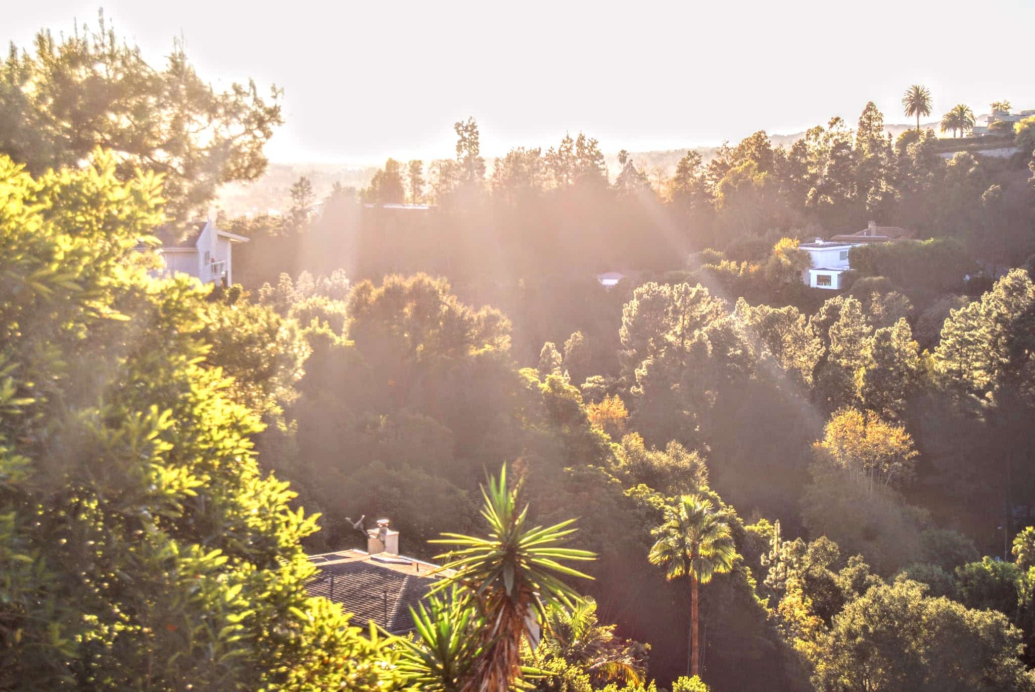 Sunny green Santa Monica